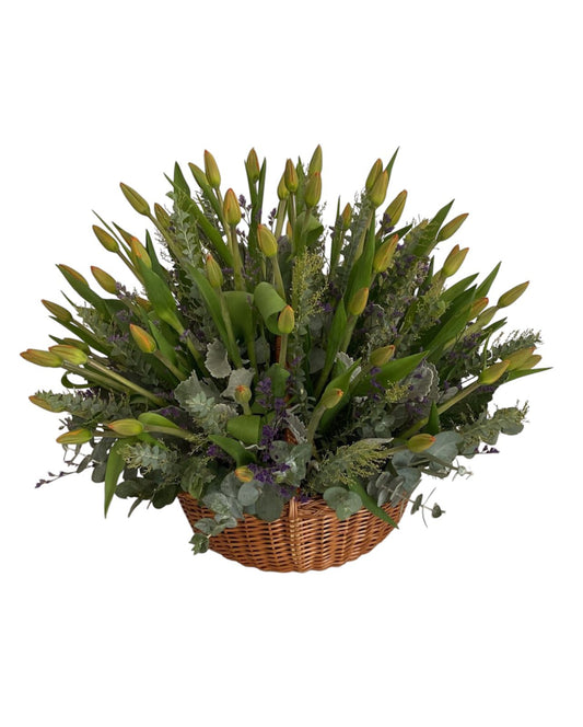 Canasta de 60 tulipanes