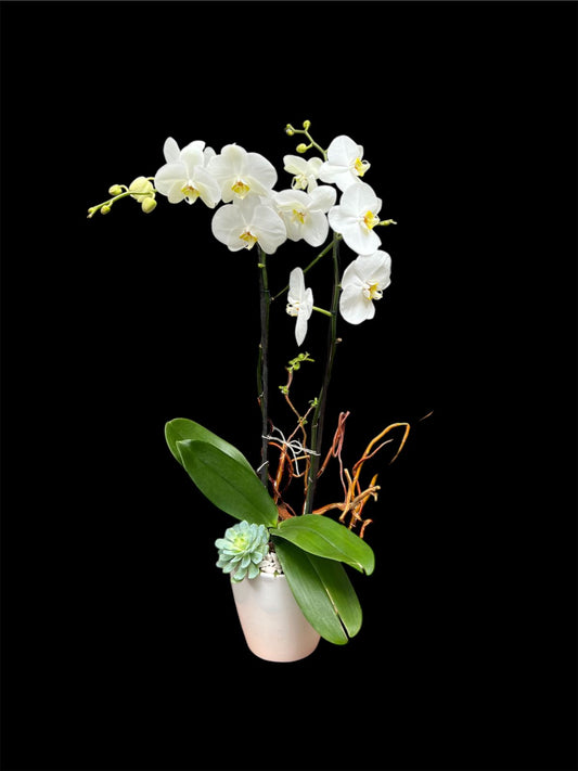 Orquidea phalaenopsis