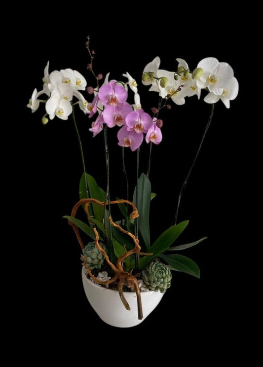 Maceta de 3 orquideas