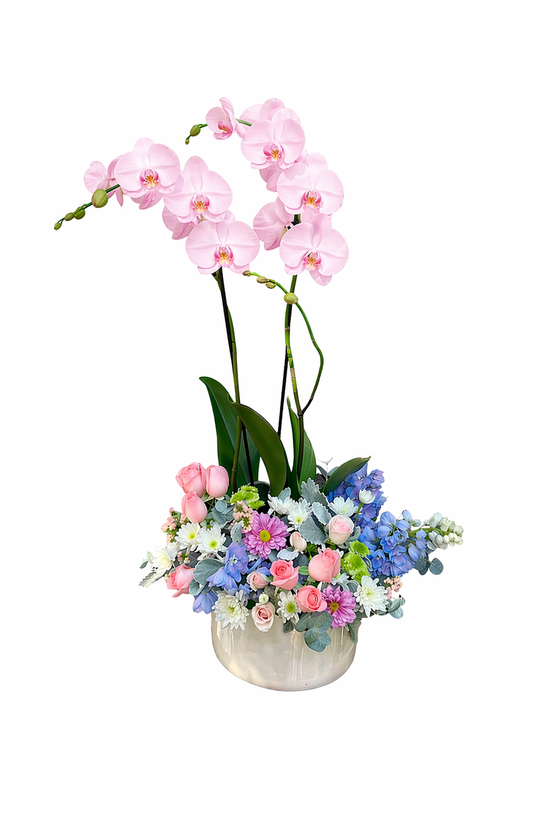 Orquidea Phalaenopsis floral