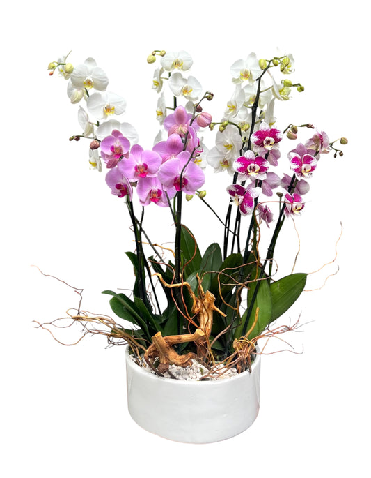 Maceta de 4 orquideas