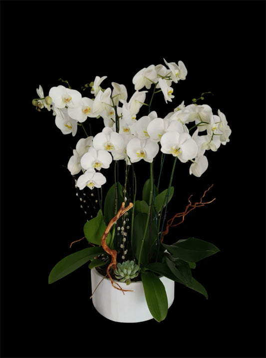 Maceta de 4 orquideas