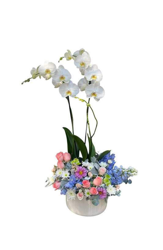 Orquidea Phalaenopsis floral